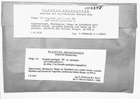 Erysiphe aquilegiae image